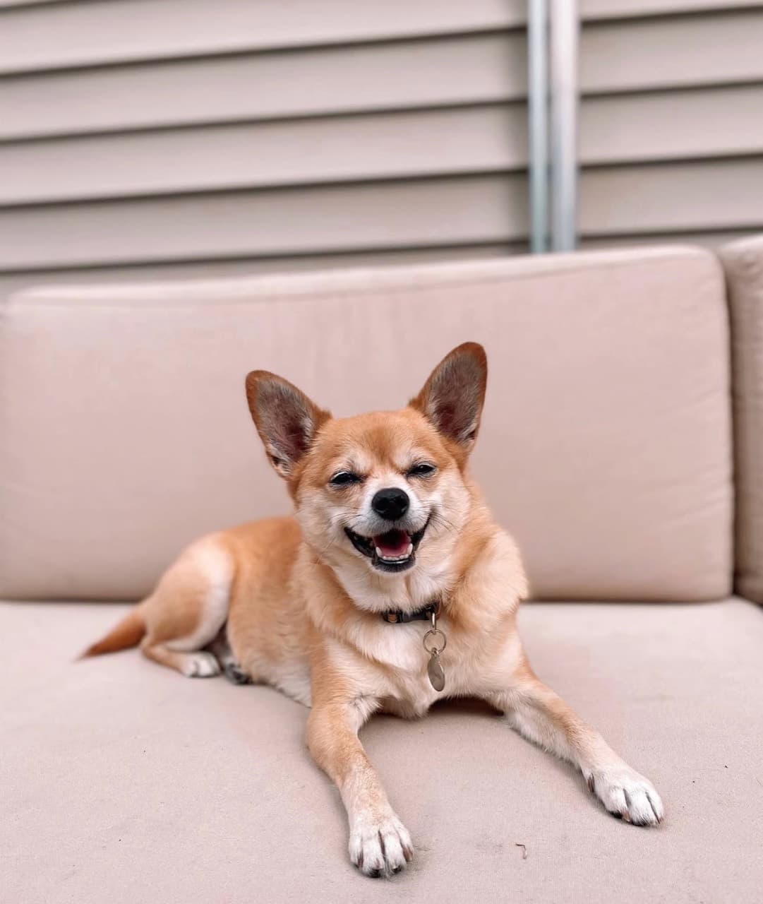 A smiling corgi resting on a pale outdoor sofa